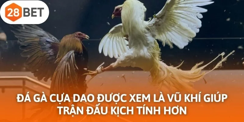 Đá gà cựa dao được xem là vũ khí "chí mạng" giúp trận đấu kịch tính hơn