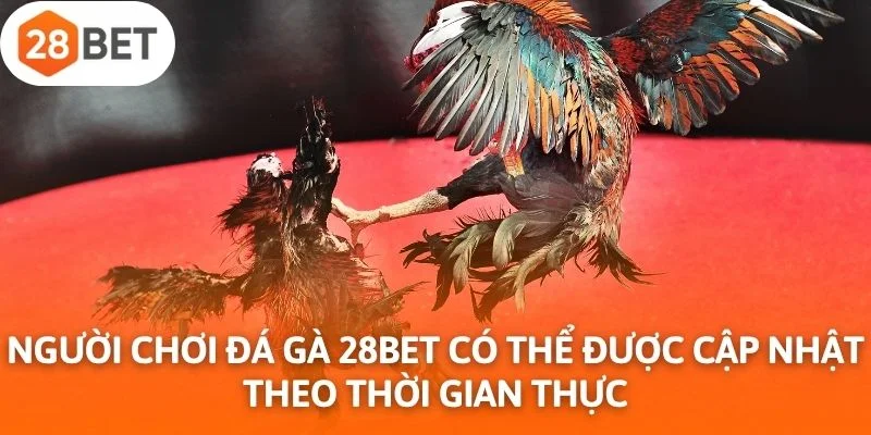 Người chơi đá gà 28Bet có thể được cập nhật theo thời gian thực