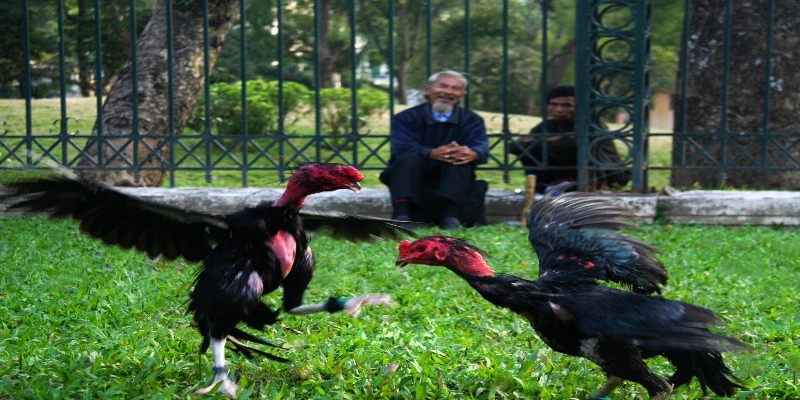 Hãy nghiên cứu để chọn cửa cược có tỷ lệ thắng cao hơn